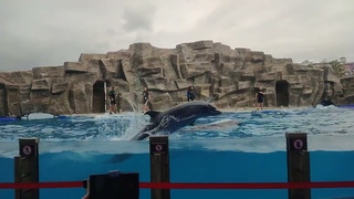 танцуют дельфины, в Грузии, Батумский дельфинарий.dolphins dancing, in Georgia, Batumi Dolphinarium