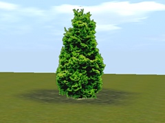 Hinoki Cypress 23m