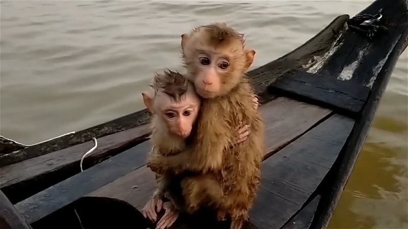 The You Tube Monkey Torture Ring : Part