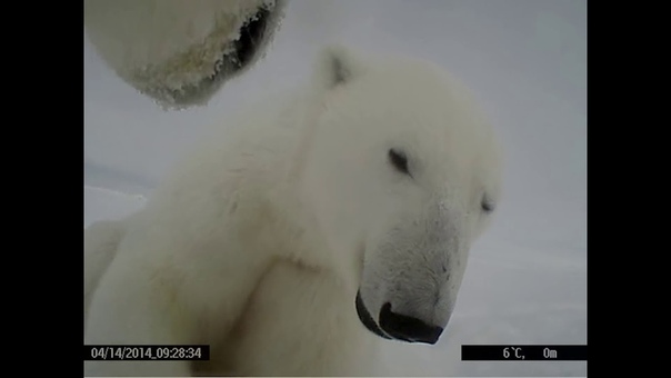 Polar Bear Collar Cam B Roll 2014, 2015,