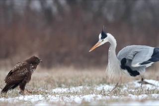 Grey heron tries to steal common buzzard’s meal / czapla siwa i myszołów