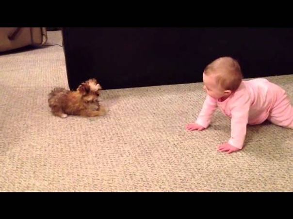 BABY DOG WHISPERER Cesar Millan has nothing on her Shorkie Puppy Talks to