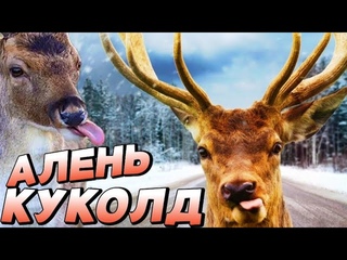 АЛЕНЬ - КУКОЛД