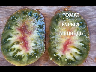 Экзотический Томат Бурый медведь, сладкий и вкусный