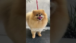 Видели мокрого шпица?😀 #viral #animal #dog #pet #собака #happy #doglover #грумер #puppy #cat