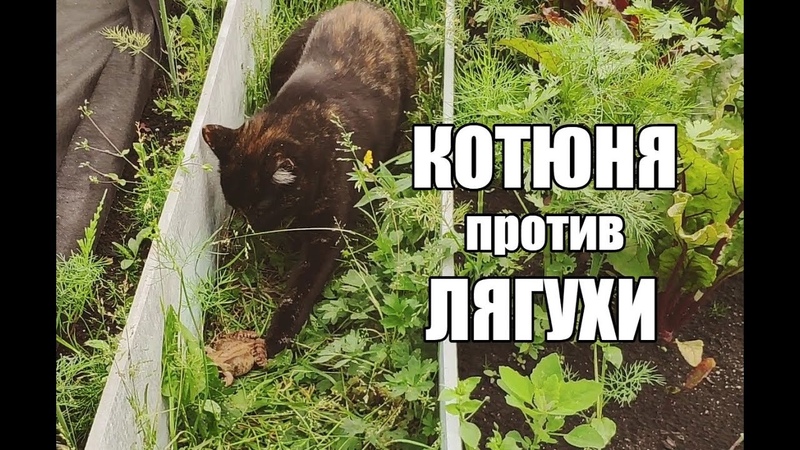 Лягушка визжит как