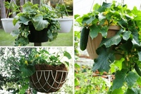 огурцы в горшках на улице. огурцы в вазоне. огурцы в вазоне. огурцы в горшках на улице. огурцы в кашпо.