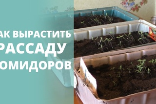 Видео 2. Как вырастить рассаду помидоров?