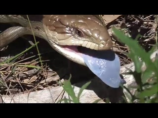 Сердитый синеязыкий сцинк (Tiliqua scincoides)