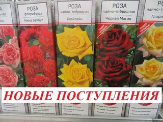Новые поступления саженцев - март 2020 г. Сорт и описание.