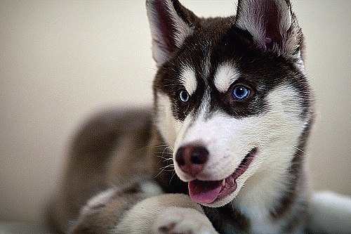 Іван Дрозд | Львов