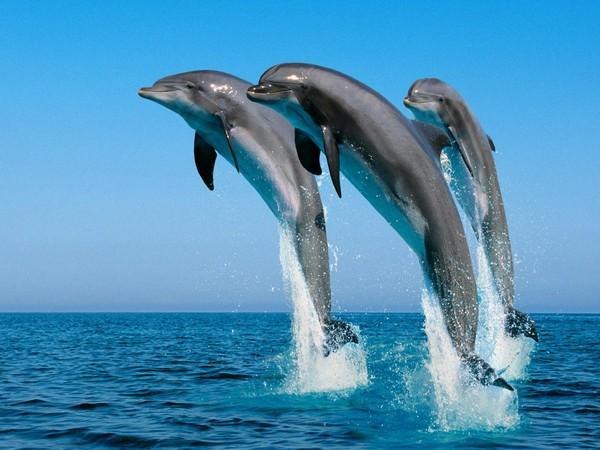 Serdar Kerimoglu | Екатеринбург