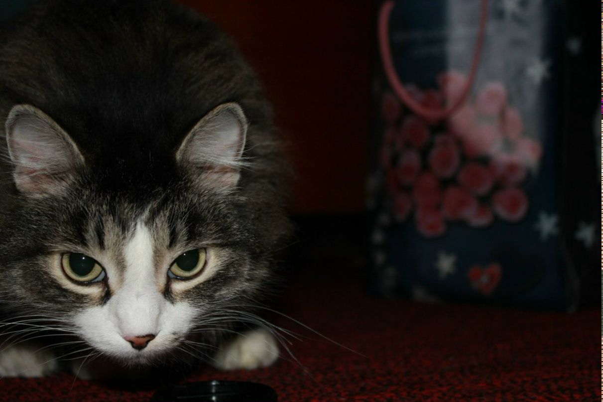 Алексей Никитин ))ОН ЛАЙН(( | Красноярск