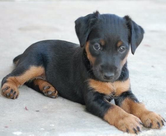 Олег Рудич Олексійович | Миргород