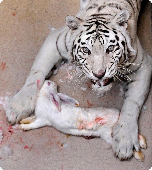 Анатолий Скуратов Викторович | Киев