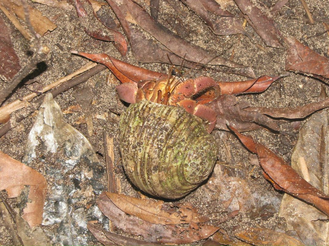 Константин Алексеев | Regensburg