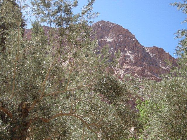 Юлия Гамаль | Taba