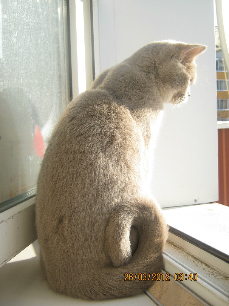 Ирина Кароннова | Москва