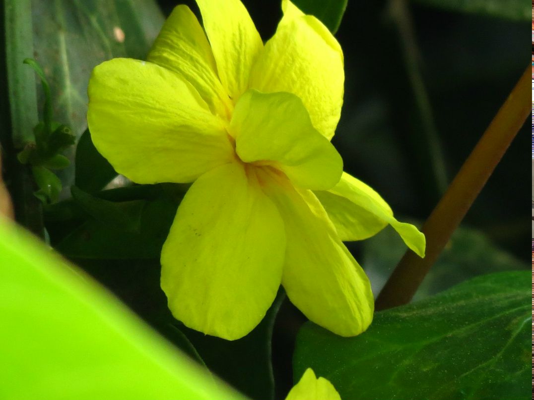 Максим Поротьков | Kfar Saba