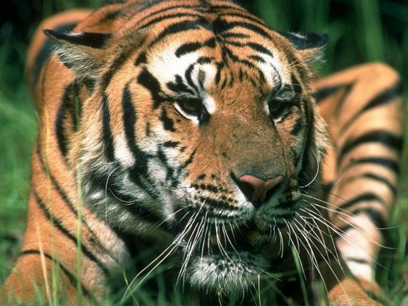 №11, Игорь Сердюков, Санкт-Петербург №11, Игорь Сердюков, Санкт-Петербург