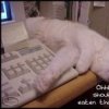 Аватар: Саша Малышевский