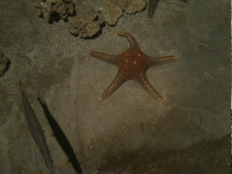 Ирина Минаева | Санкт-Петербург