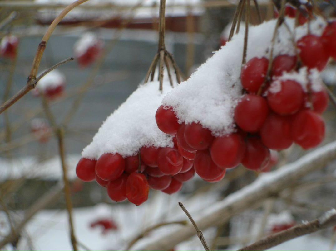 Александр Александров | 
