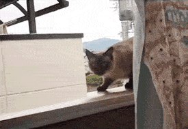 Aaaaa Aaaaa | 