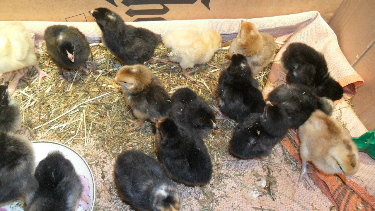 Владимир Фомин | Петрозаводск