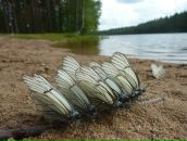 №1, Анна Николаева, 5.10, Санкт-Петербург, Россия