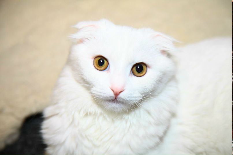 Максим Котовский | Киев