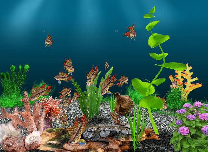 Елена Чистякова | Санкт-Петербург