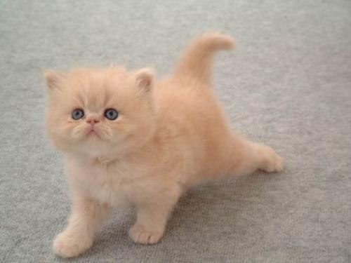 Лариса Иванова | 