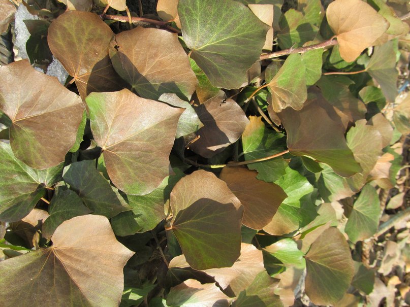 Виталий Сивоконь | Херсон