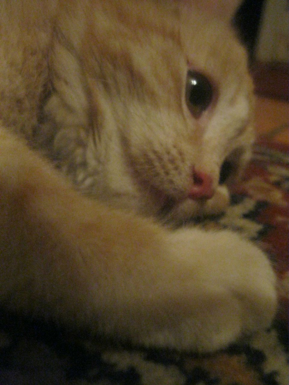 Анастасия Беляева | Муравленко