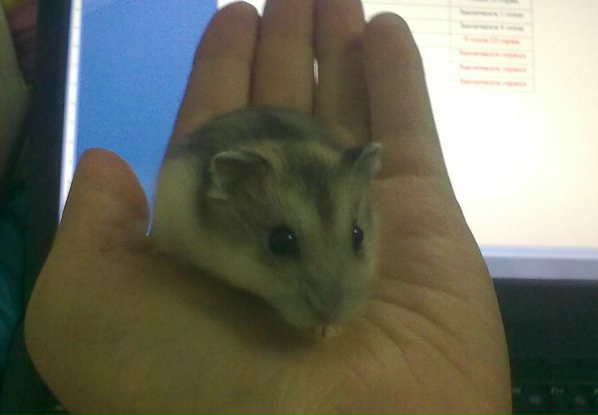 №16, Dina Ram, 39 лет №16, Dina Ram, 39 лет