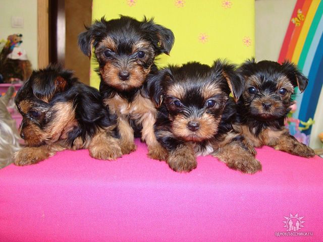 №39, Вита Ивах №39, Вита Ивах