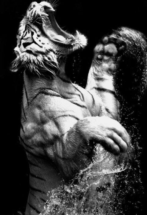 Максим Маглич Snoopy | Чернигов