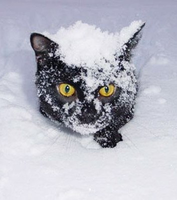 Алёна Паршкова | Санкт-Петербург