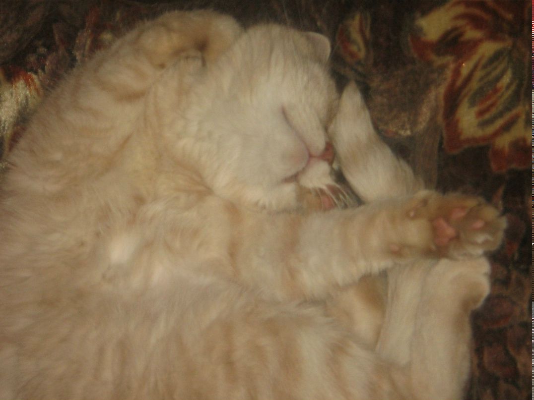 Юлия Савельева (Бессонова) | Санкт-Петербург