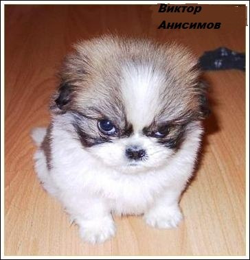 Виктор Анисимов | Башово