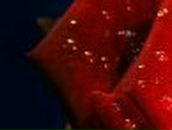 Елена Likelen ♥ | Москва