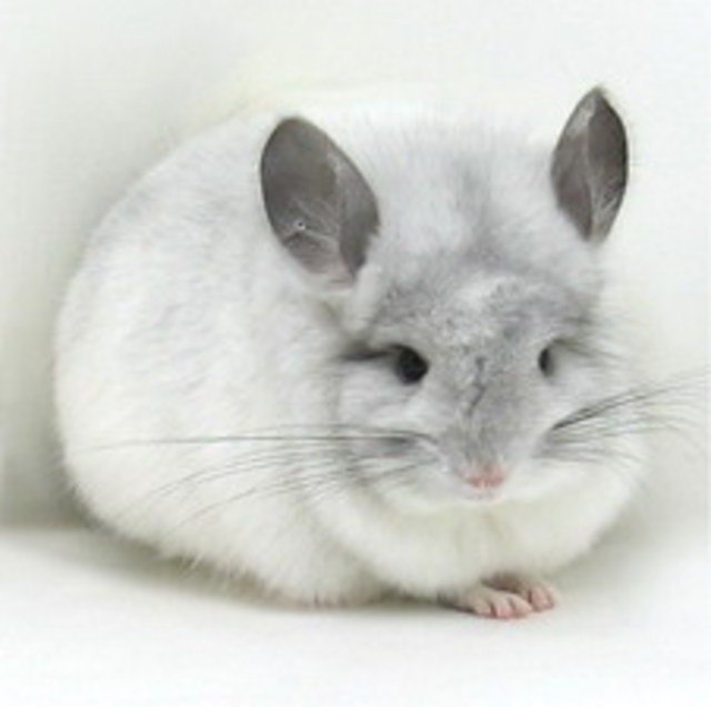 Лена Сухенко | Черкассы