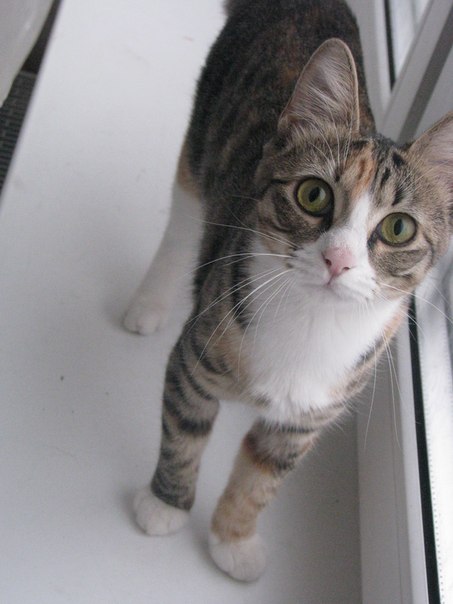 №109, Ксюша Васильева, 37 лет, Санкт-Петербург №109, Ксюша Васильева, 37 лет, Санкт-Петербург