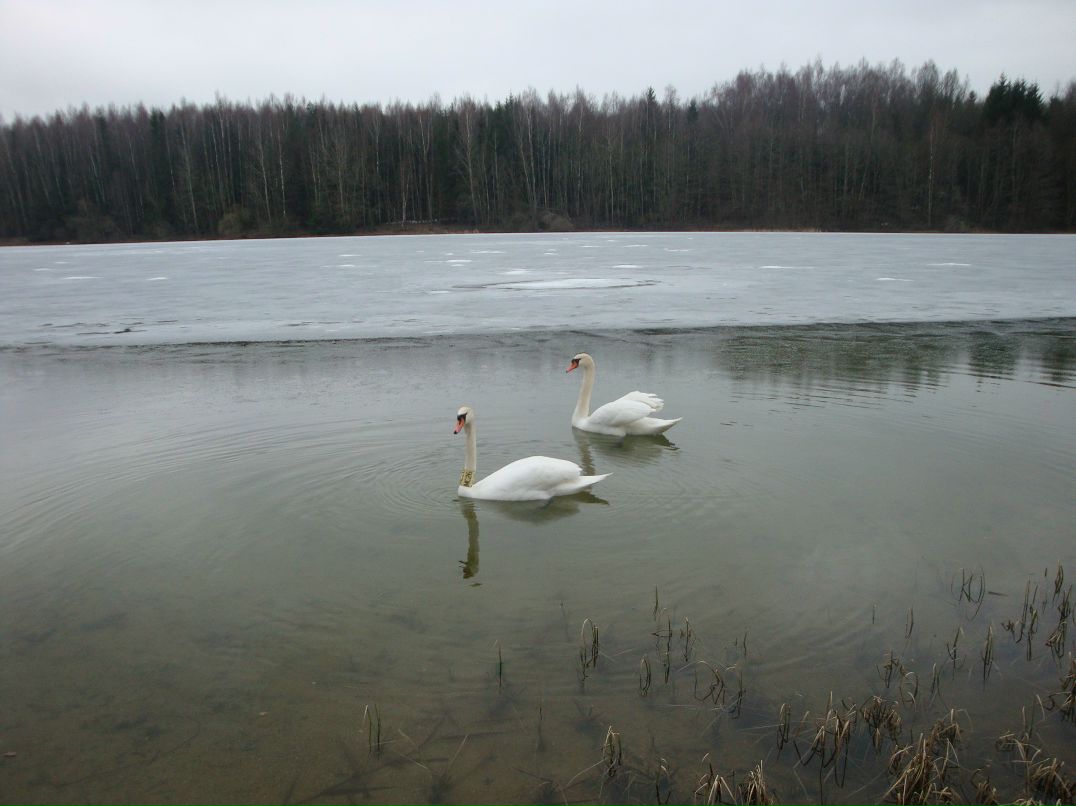 Freddy Flower | Москва