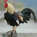 Memati Bozdağli фотография #4 (источник - https://vk.com/id166479188)