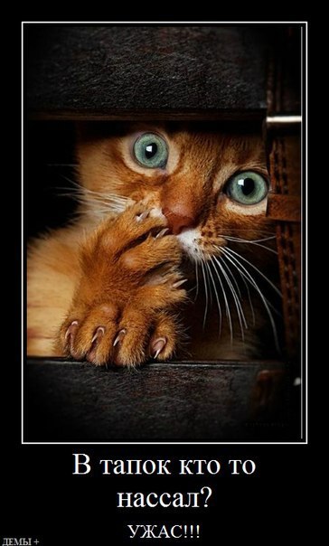 Владимир Горячев | Санкт-Петербург