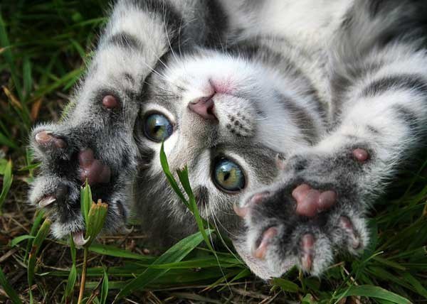 Владимир Горячев | Санкт-Петербург