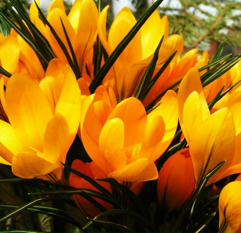 Анна Готліб | 