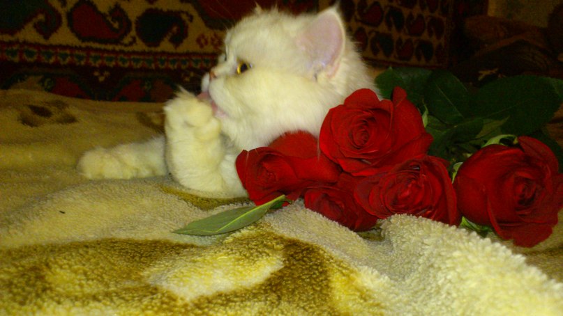 Виктория Кузнецова | Кострома